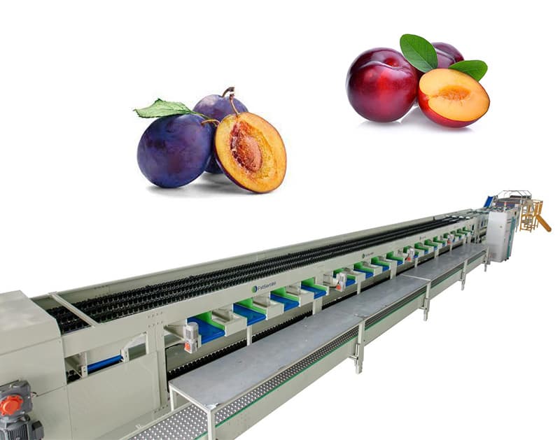 images/1665732667971línea de procesamiento de ciruelas.jpg